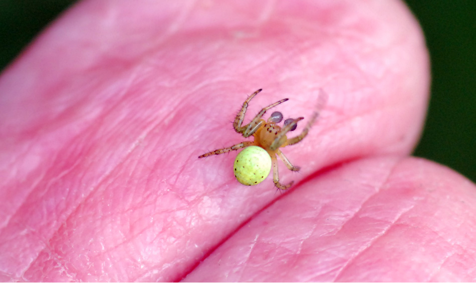 Araniella sp.